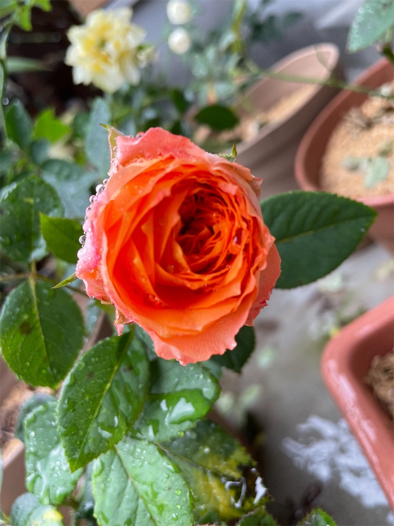 f:id:sakana78:20210826215045j:image f:id:sakana78:20210826215045j:image