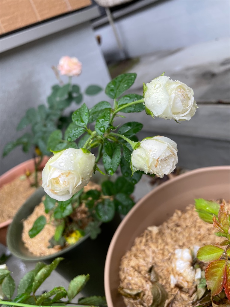 f:id:sakana78:20210826215105j:image