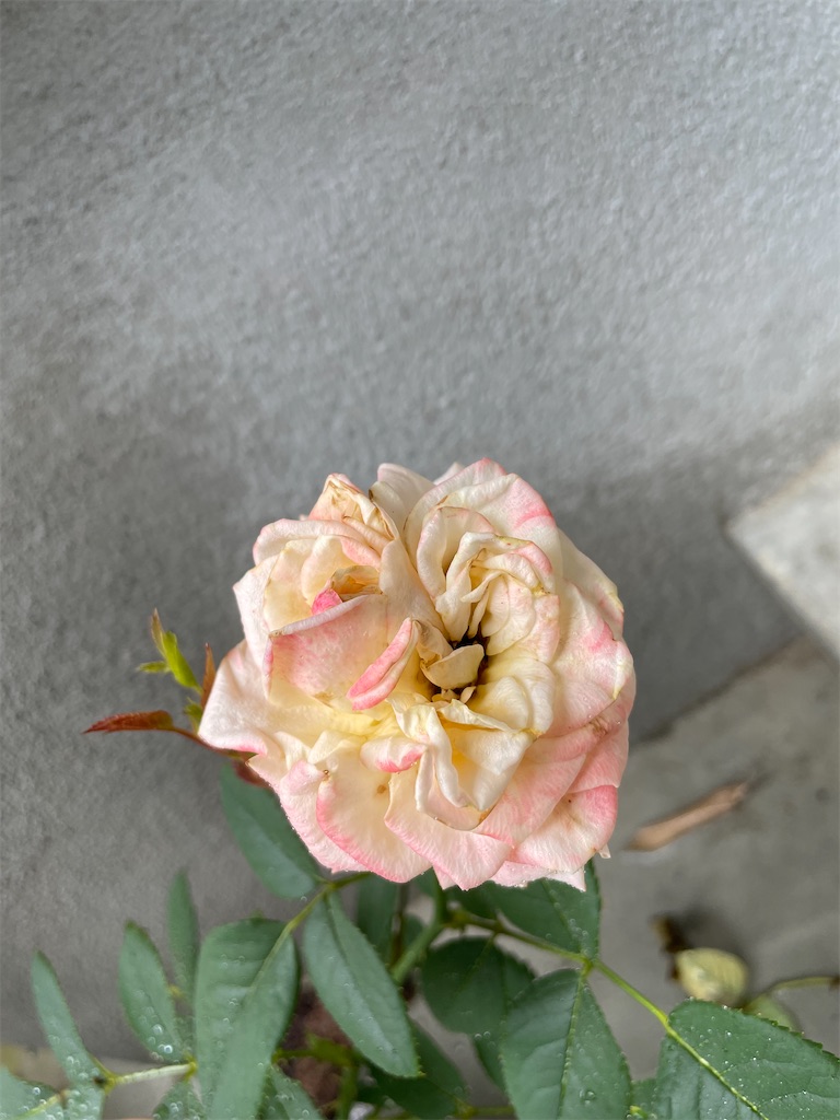 f:id:sakana78:20210826215112j:image