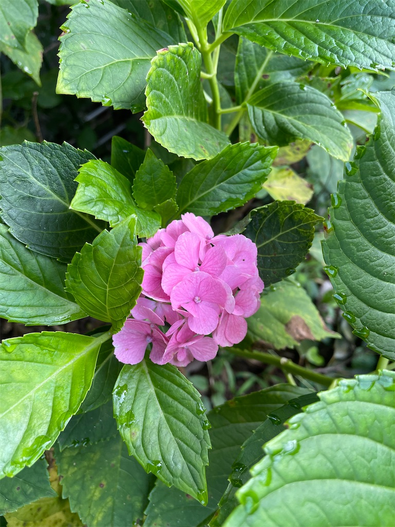 f:id:sakana78:20210828220803j:image