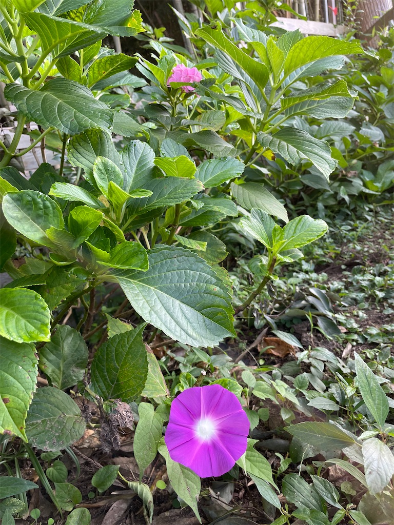 f:id:sakana78:20210828220810j:image