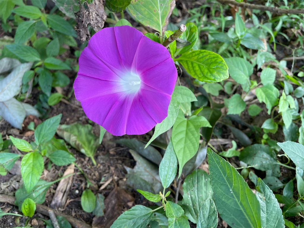 f:id:sakana78:20210828220814j:image