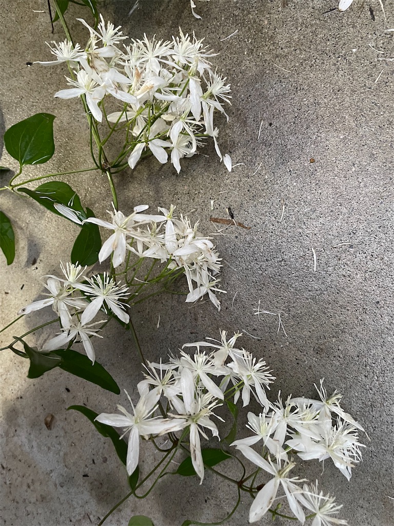f:id:sakana78:20210908205553j:image f:id:sakana78:20210908205553j:image