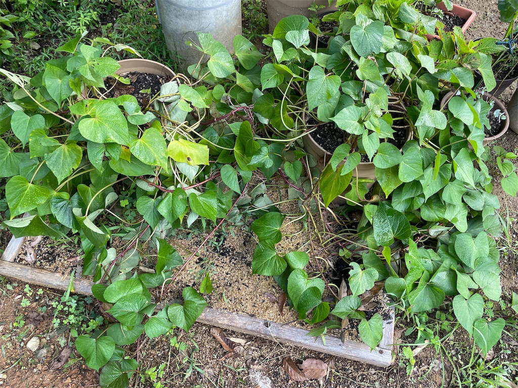 f:id:sakana78:20210912201822j:image