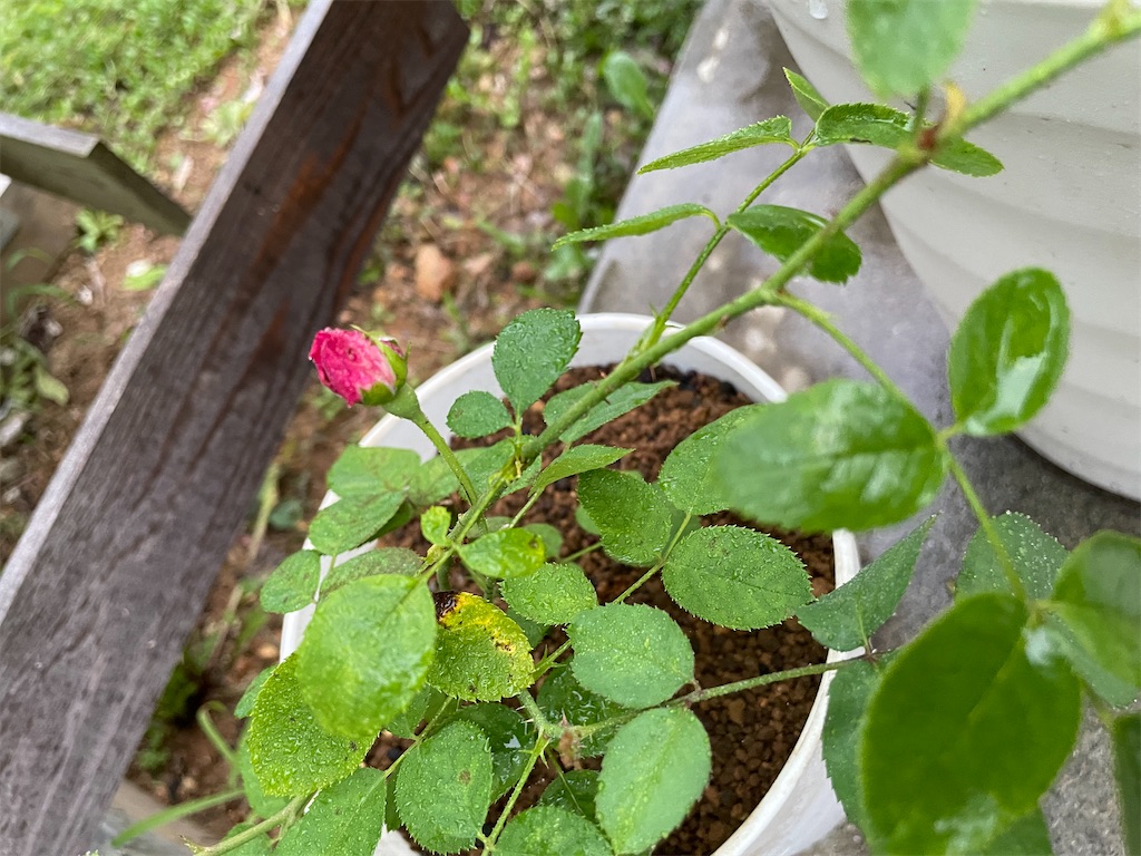 f:id:sakana78:20210913222308j:image