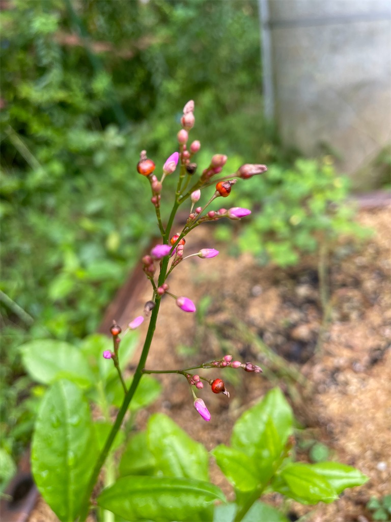 f:id:sakana78:20210915213835j:image