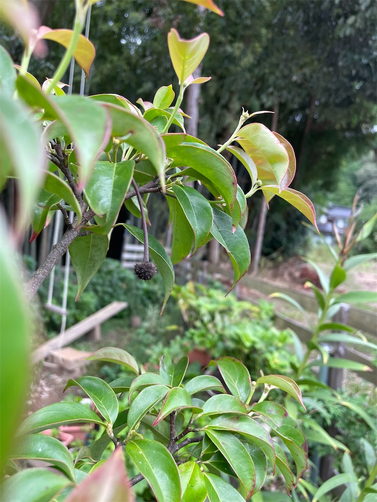 f:id:sakana78:20210918211036j:image