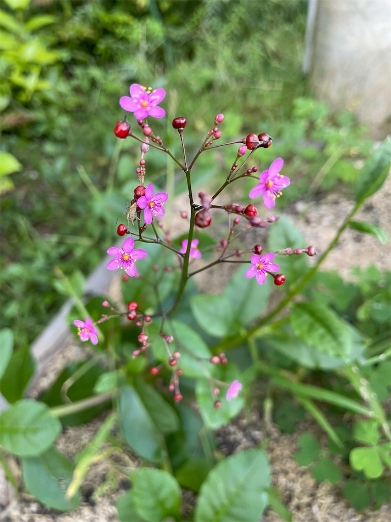 f:id:sakana78:20210922232511j:image