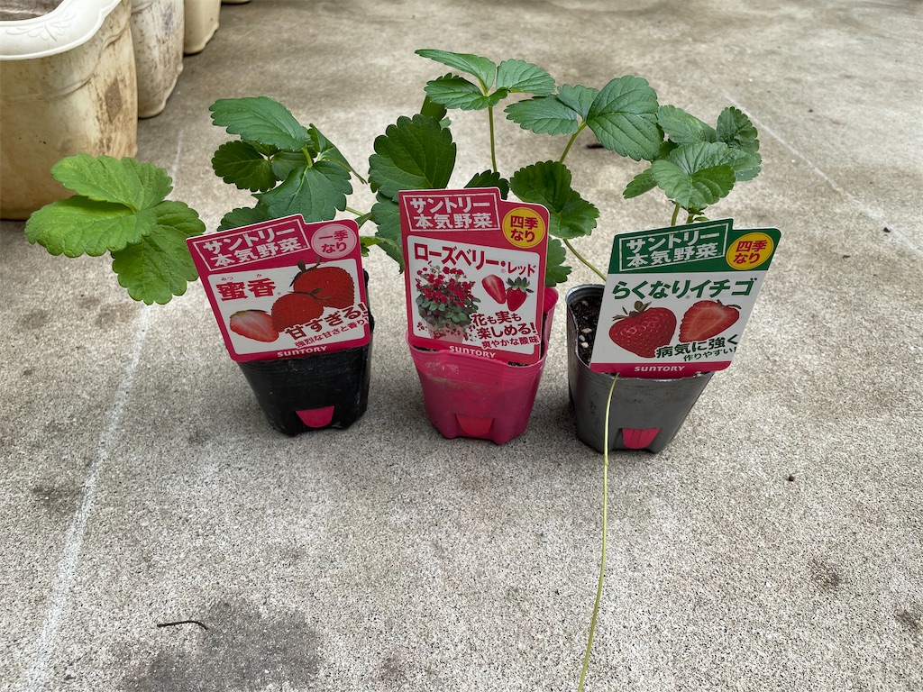 来年用イチゴを買ってきました とりあえず庭 ときどき工作