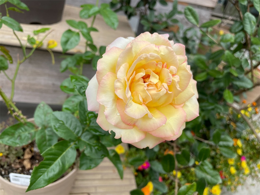 f:id:sakana78:20210925211035j:image f:id:sakana78:20210925211035j:image