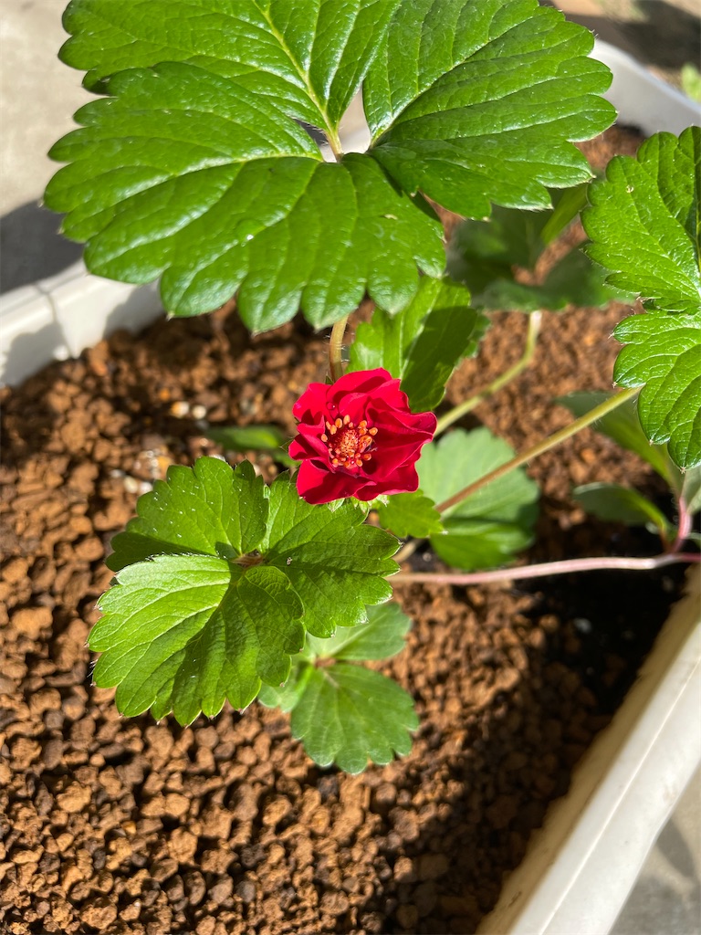 f:id:sakana78:20210926202647j:image