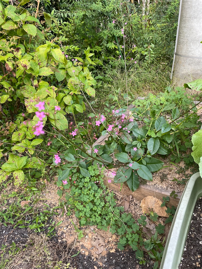 f:id:sakana78:20211005202912j:image