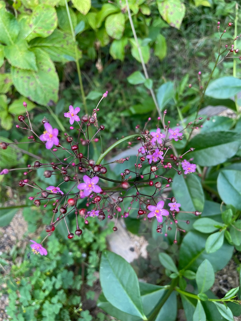 f:id:sakana78:20211005202916j:image