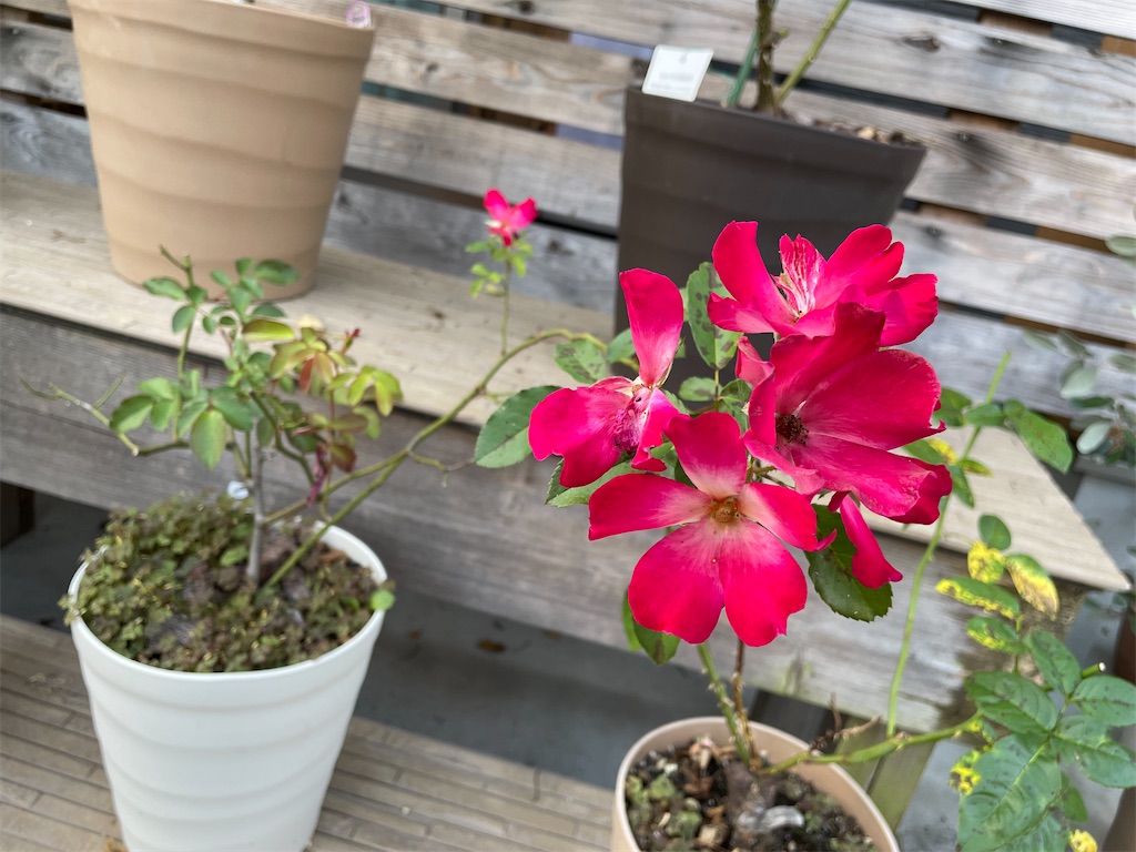 f:id:sakana78:20211007214716j:image