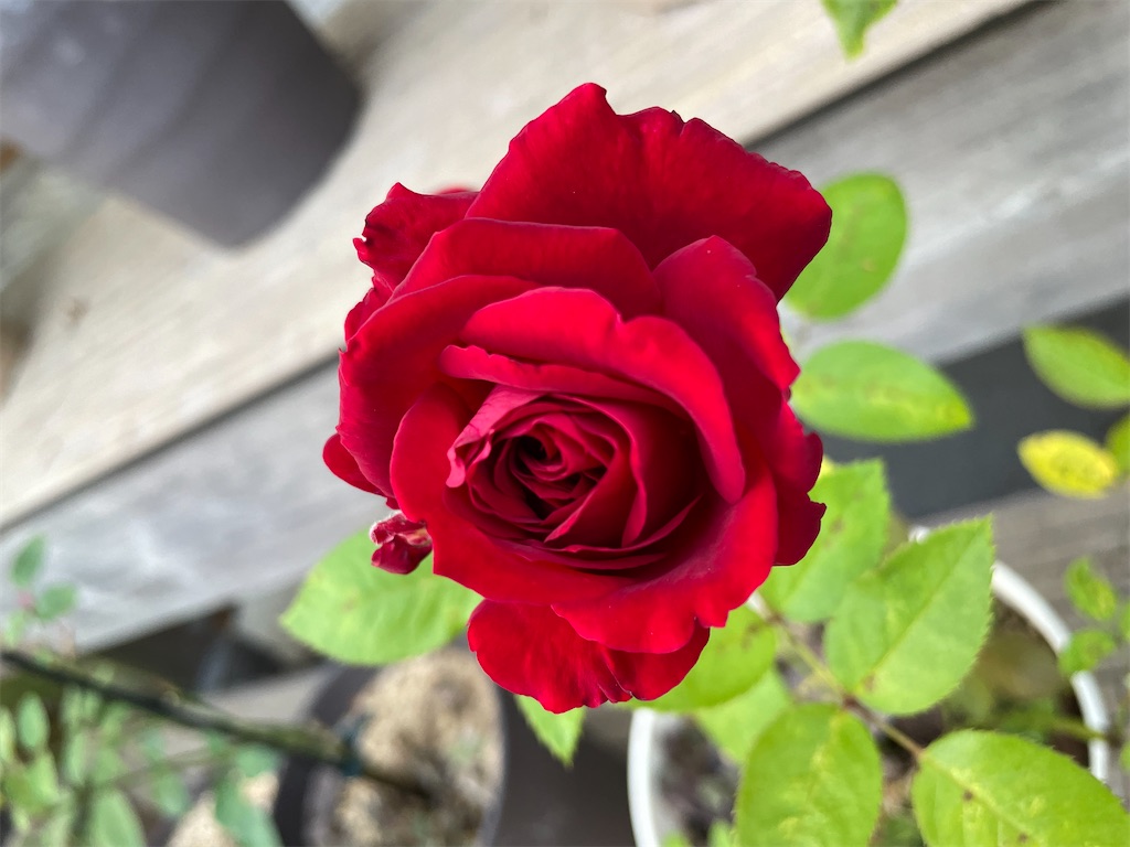 f:id:sakana78:20211007214724j:image