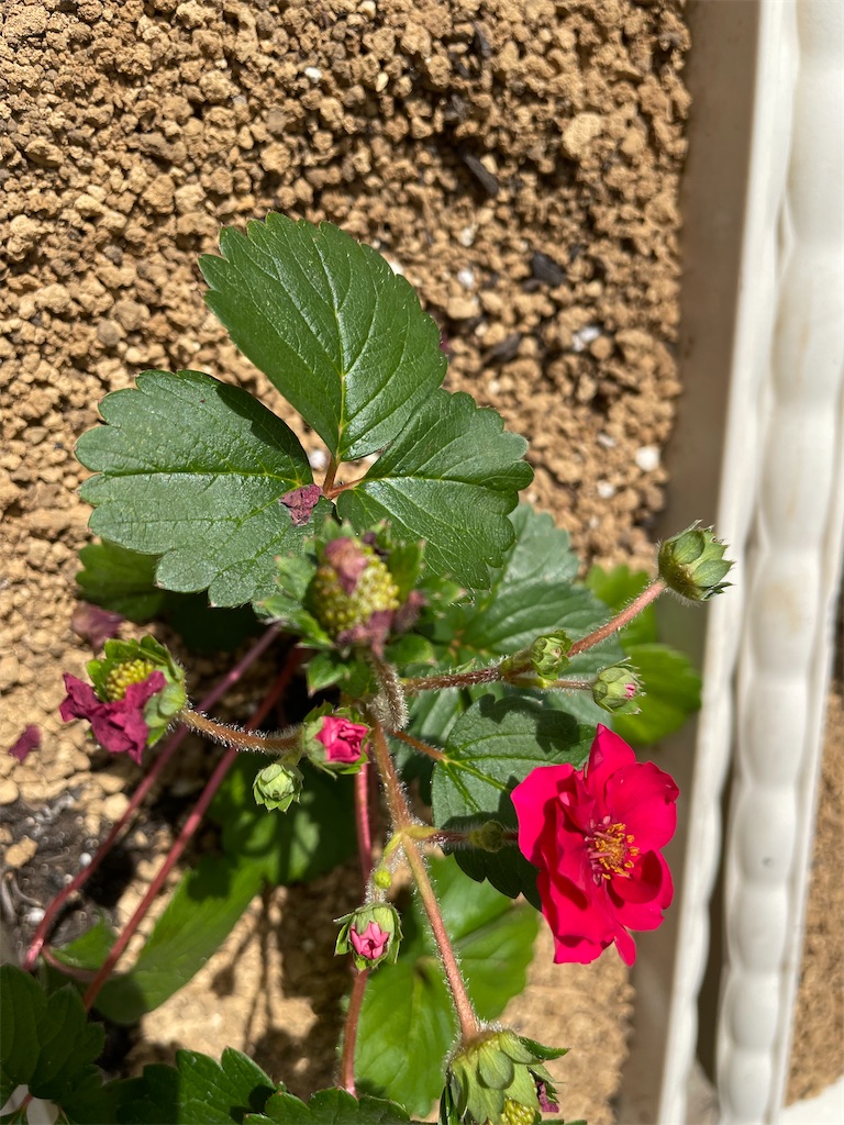 f:id:sakana78:20211008231647j:image f:id:sakana78:20211008231647j:image