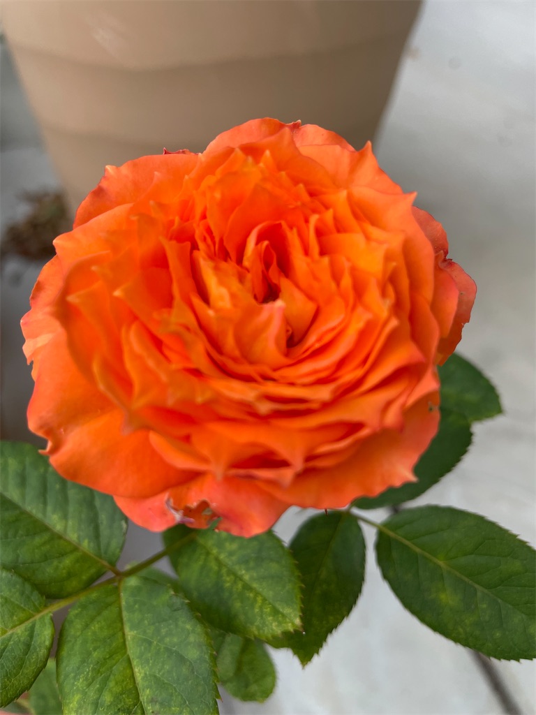 f:id:sakana78:20211010212128j:image