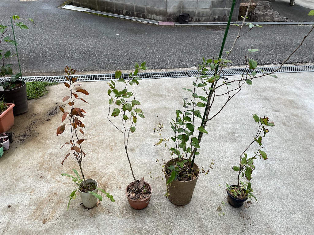 f:id:sakana78:20211021210036j:image