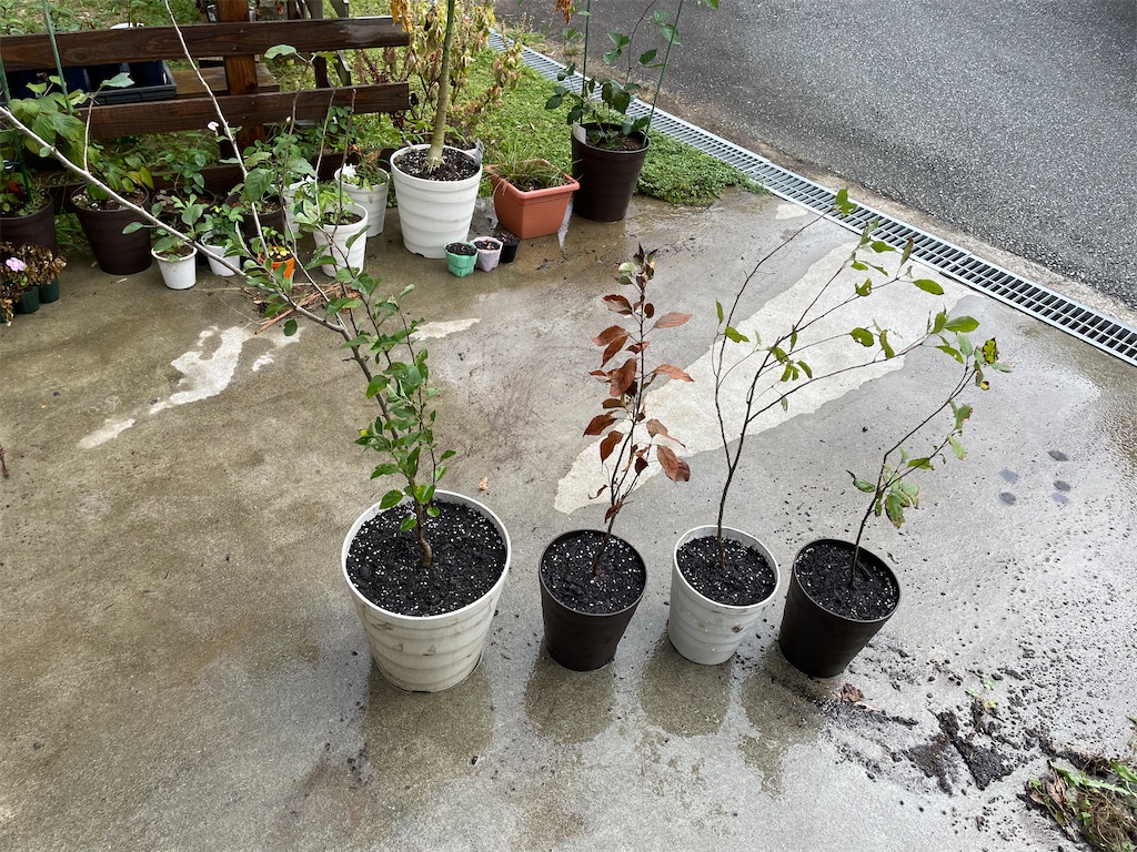f:id:sakana78:20211021210114j:image