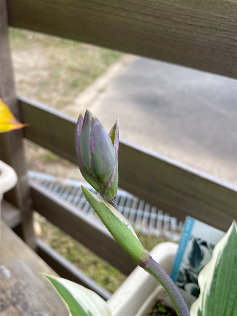 f:id:sakana78:20211111223024j:image