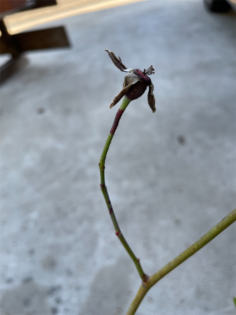 f:id:sakana78:20211121211418j:image f:id:sakana78:20211121211418j:image