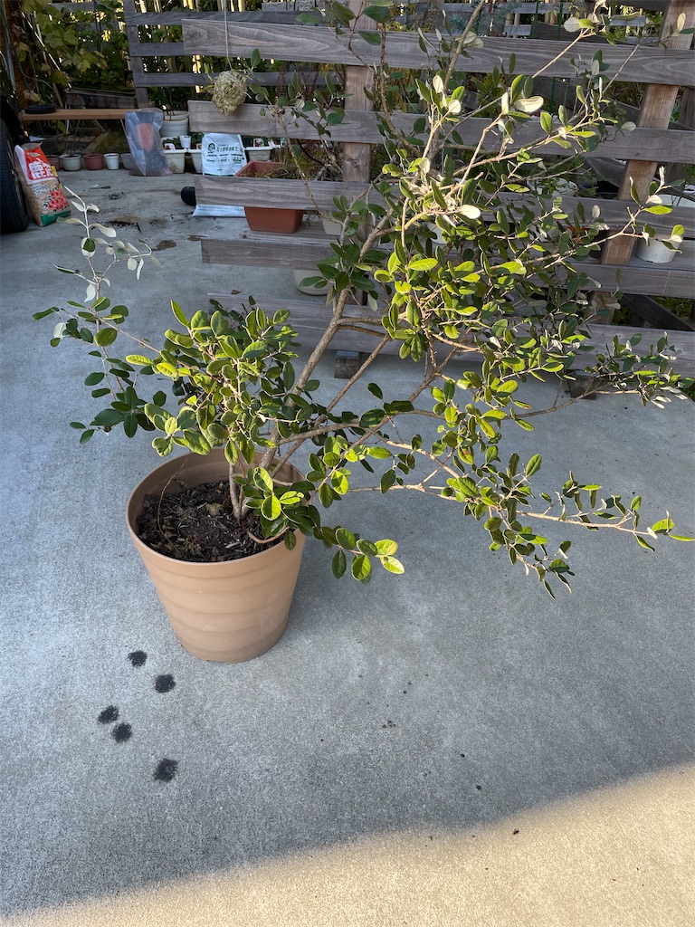 f:id:sakana78:20211122220504j:image