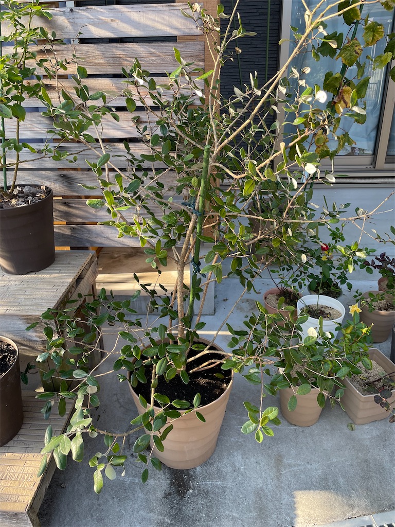 f:id:sakana78:20211122220536j:image