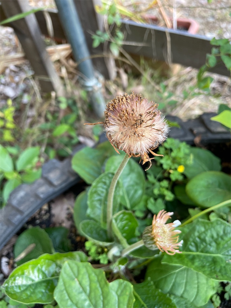 f:id:sakana78:20211125214904j:image