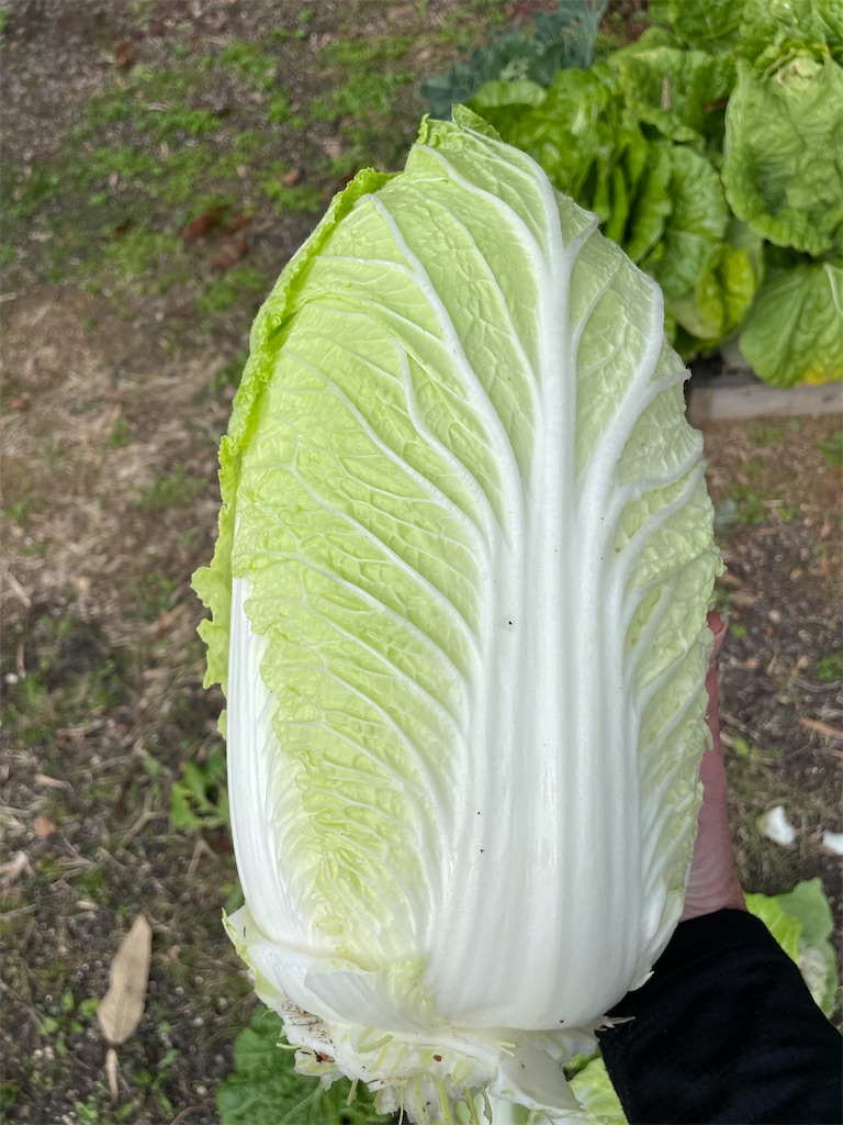 f:id:sakana78:20211211060320j:image