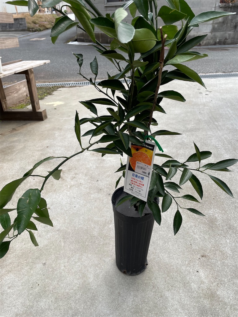 f:id:sakana78:20211229231106j:image