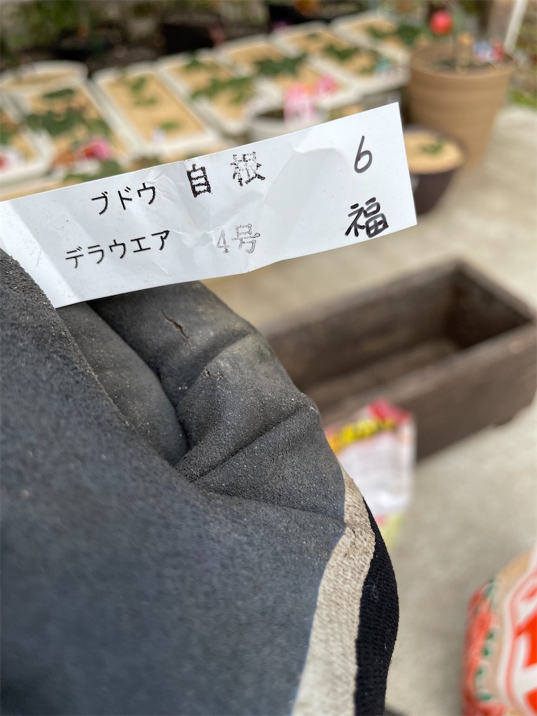 f:id:sakana78:20211229231200j:image