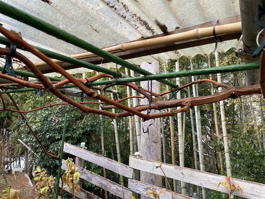 f:id:sakana78:20220115220440j:image