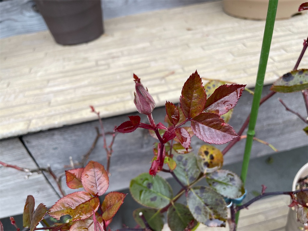 f:id:sakana78:20220119003240j:image