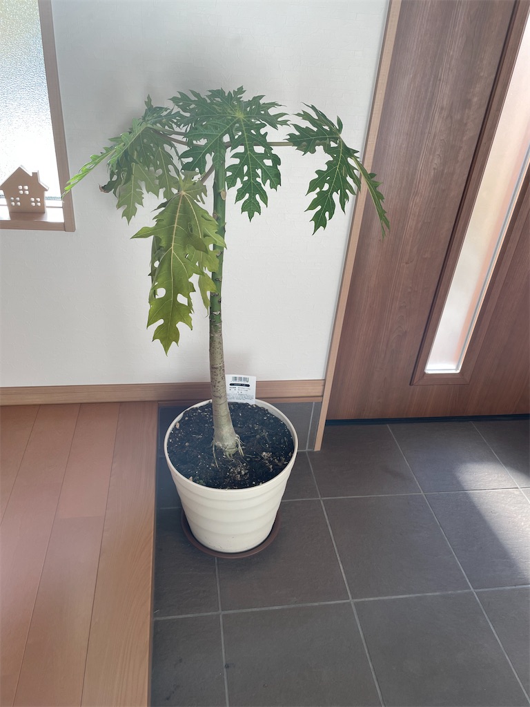 f:id:sakana78:20220202163024j:image f:id:sakana78:20220202163024j:image