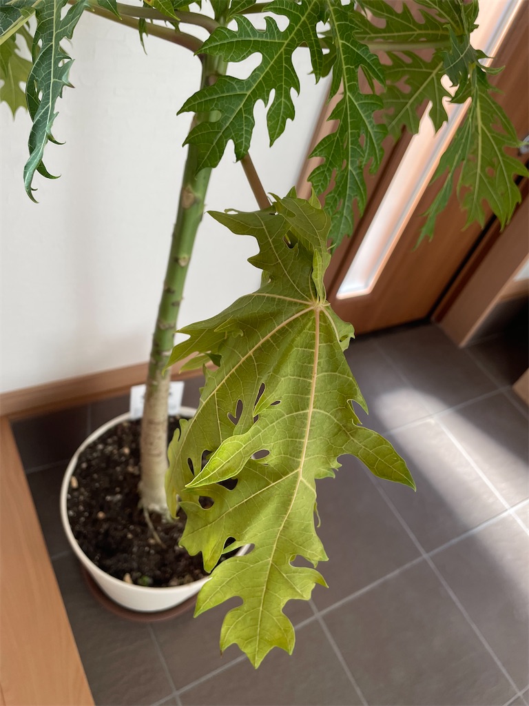 f:id:sakana78:20220202163029j:image f:id:sakana78:20220202163029j:image