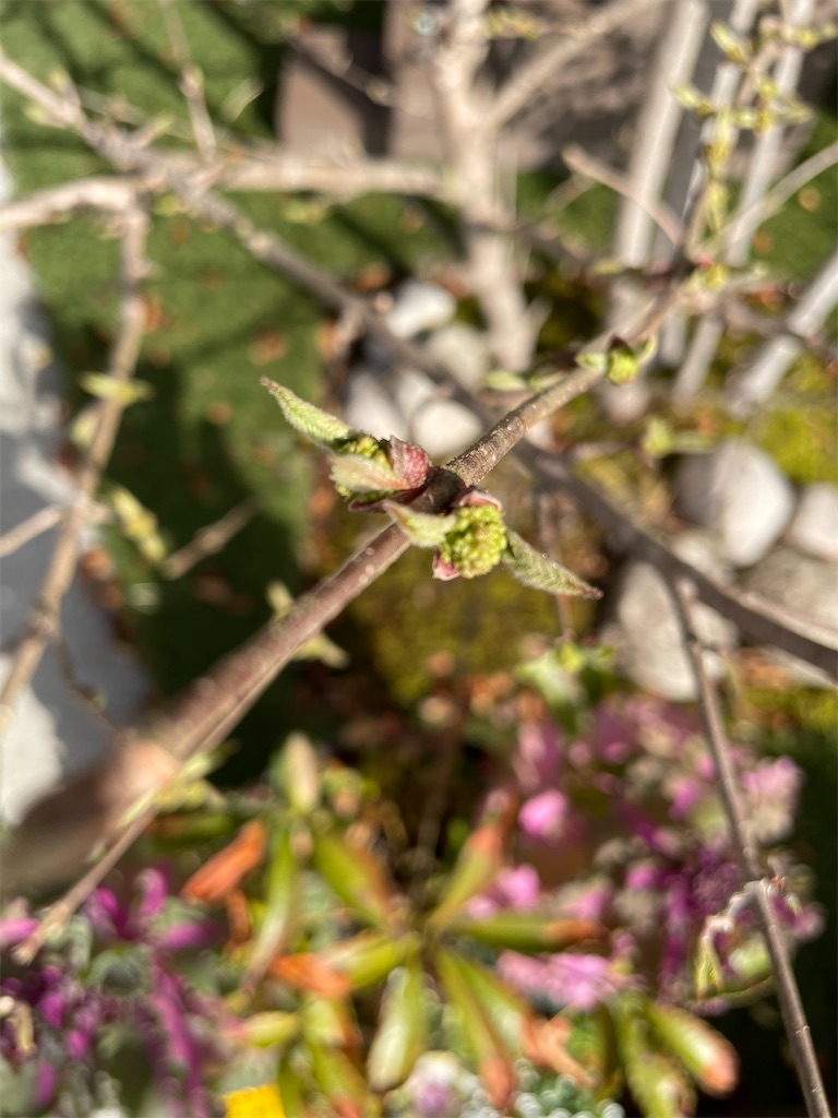 f:id:sakana78:20220331221143j:image