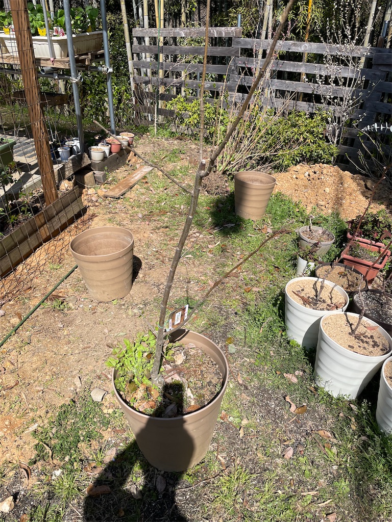 f:id:sakana78:20220408225512j:image