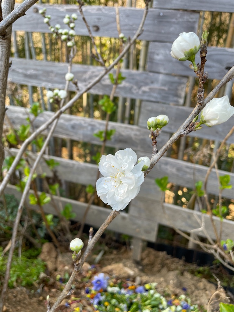 f:id:sakana78:20220410195838j:image