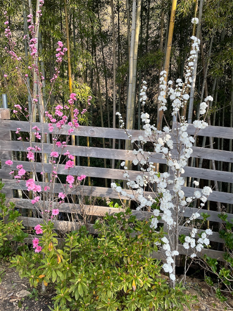 f:id:sakana78:20220410195907j:image