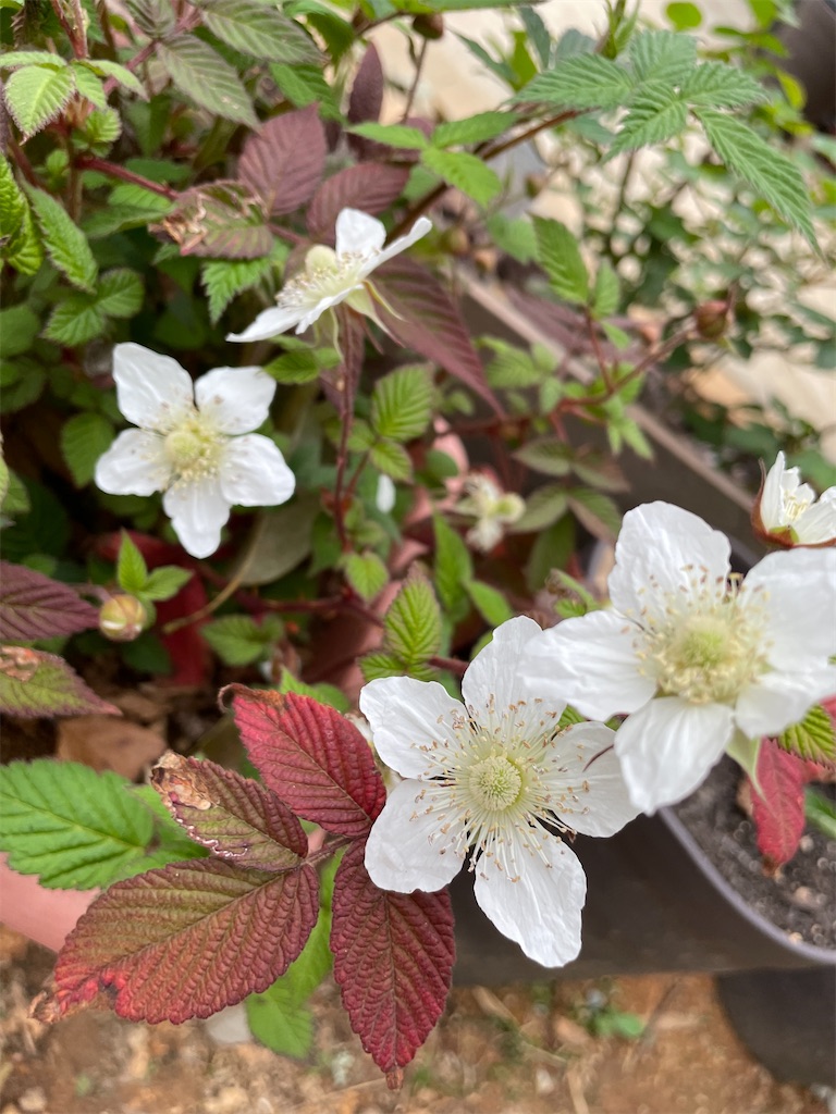 f:id:sakana78:20220412215954j:image