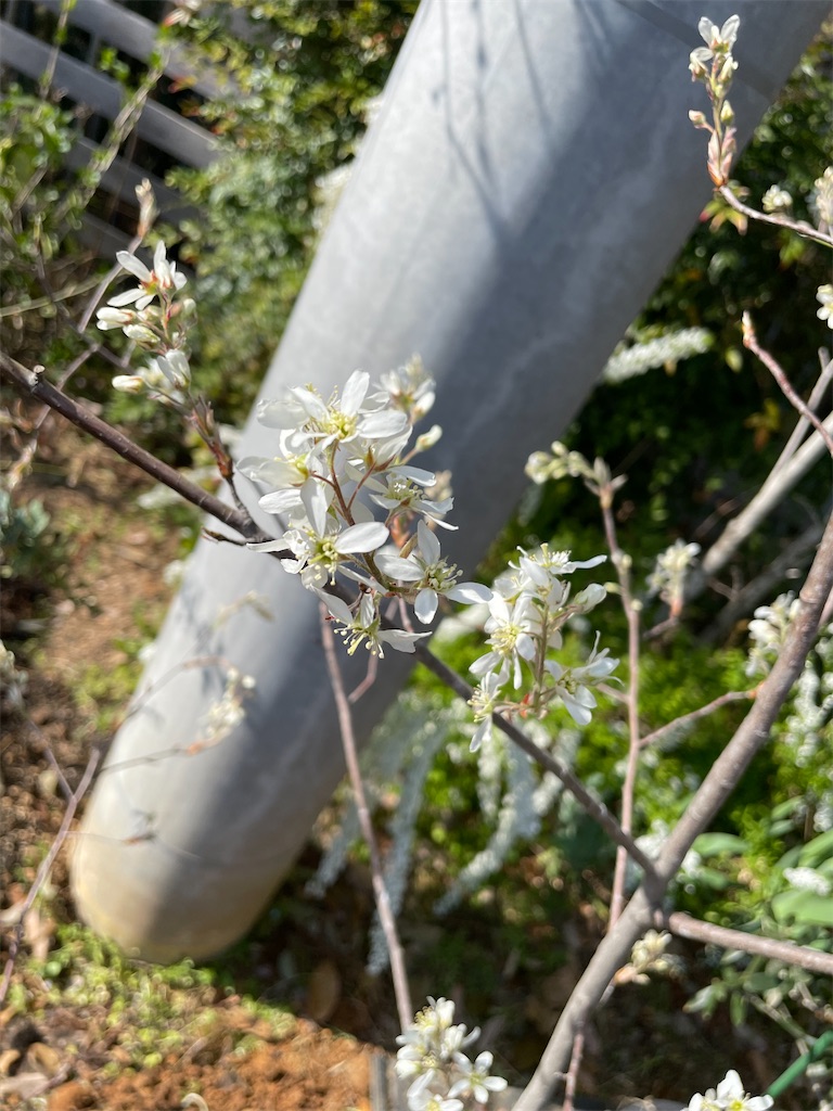 f:id:sakana78:20220415230638j:image