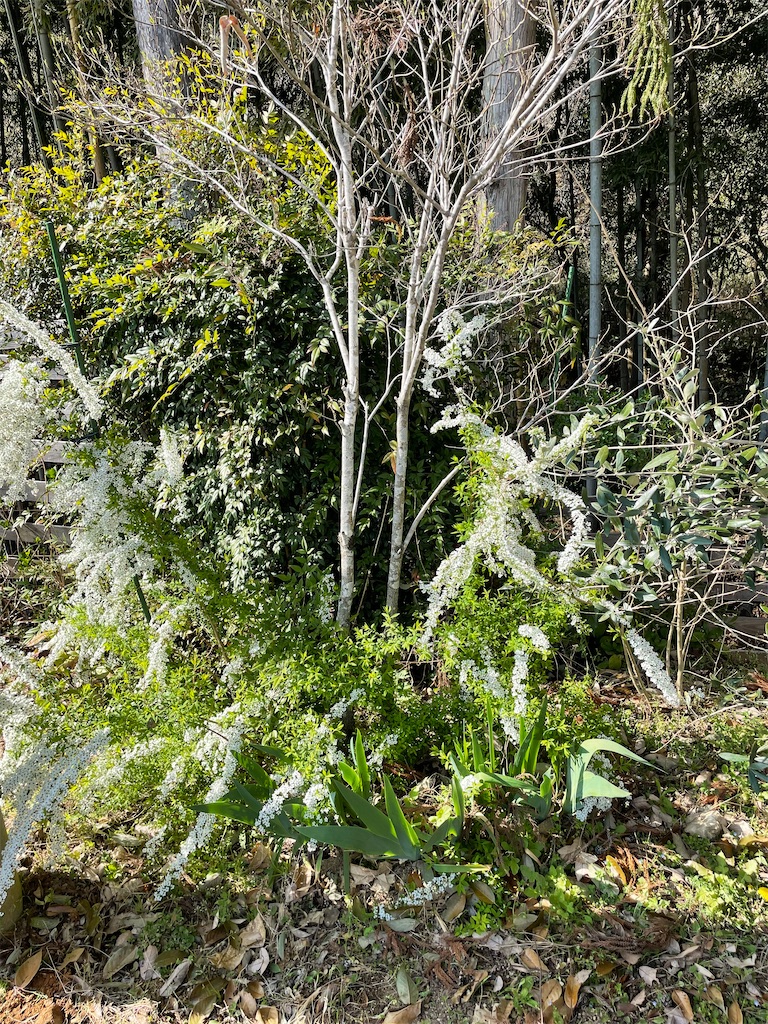 f:id:sakana78:20220415230714j:image
