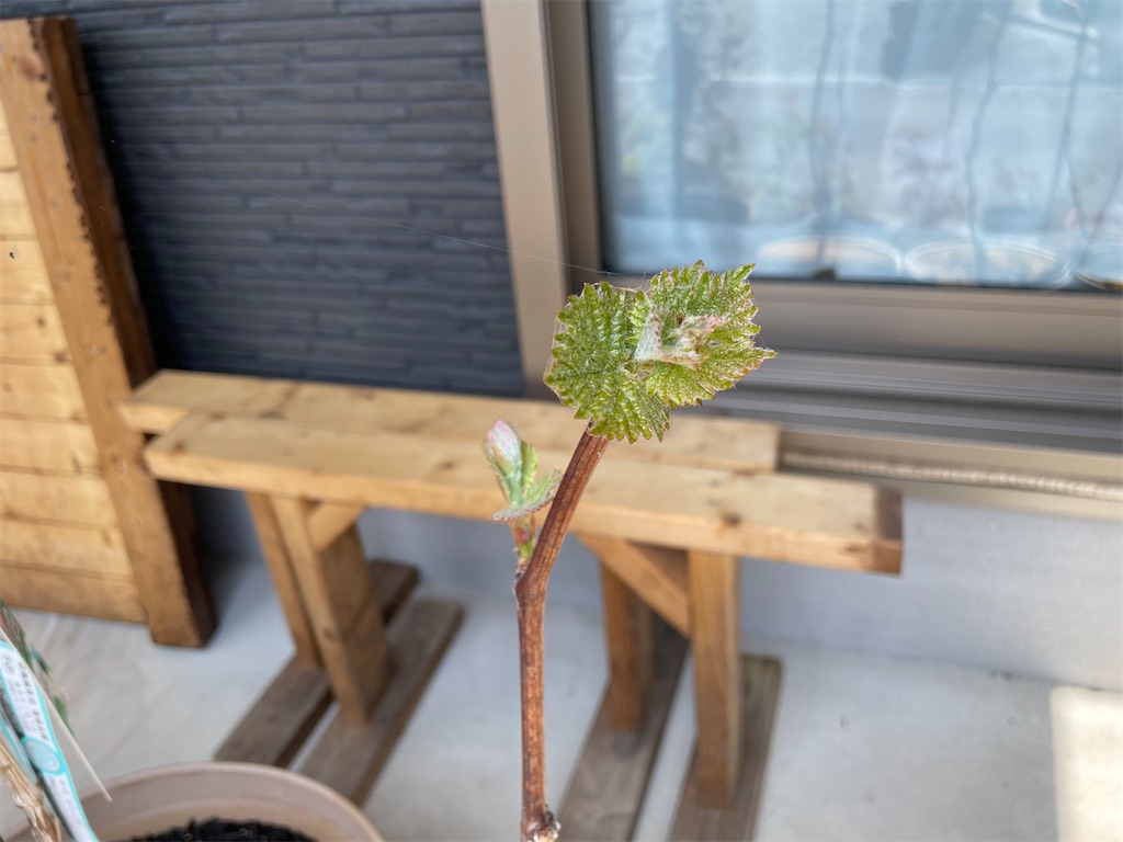 f:id:sakana78:20220416221822j:image