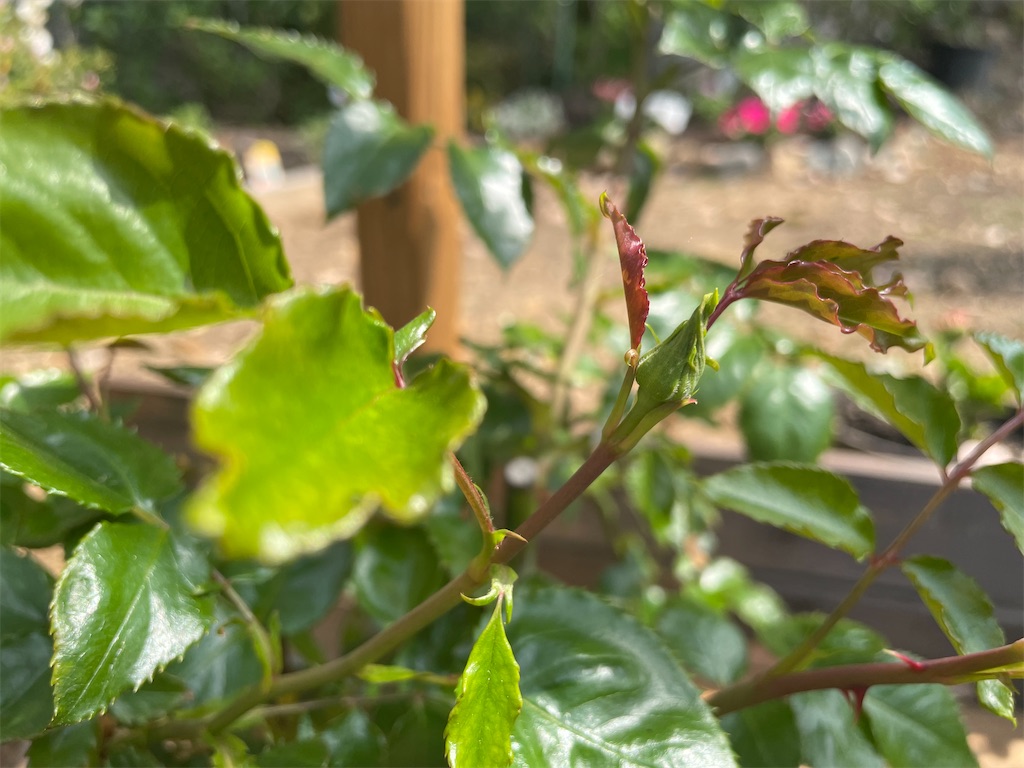 f:id:sakana78:20220423215018j:image