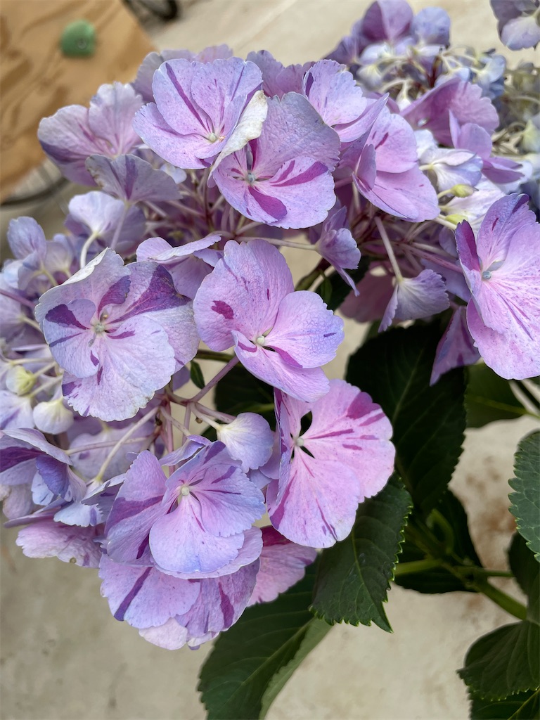 f:id:sakana78:20220511221207j:image f:id:sakana78:20220511221207j:image