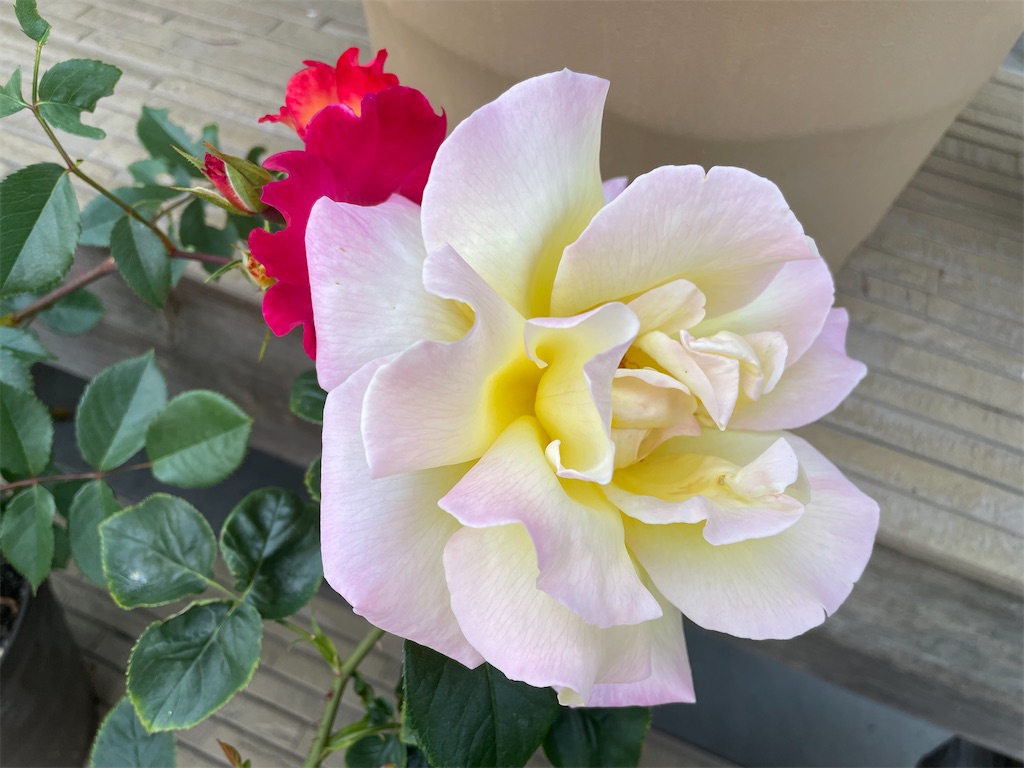 f:id:sakana78:20220512225650j:image