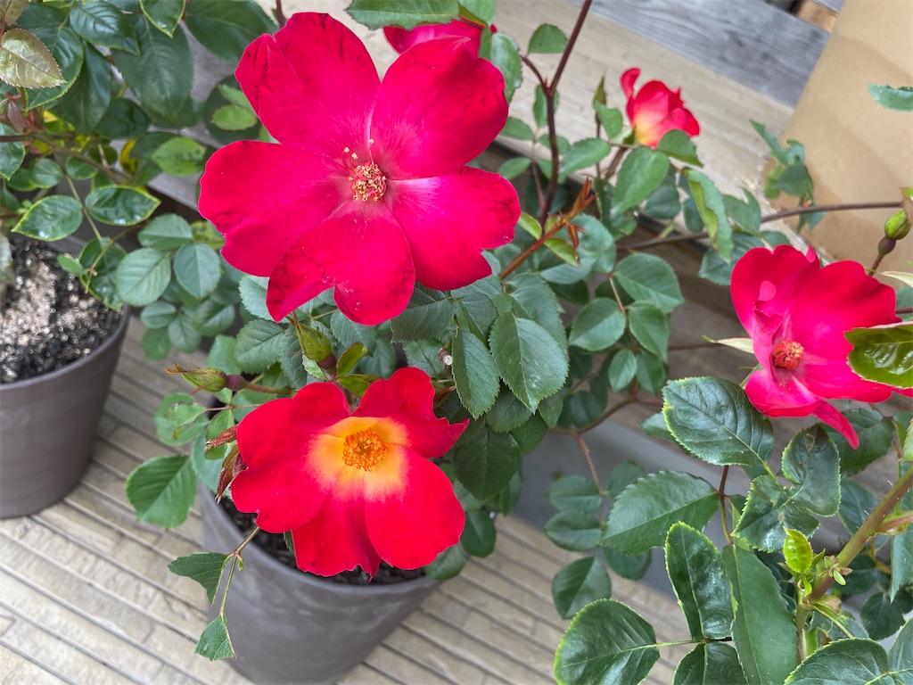 f:id:sakana78:20220512225700j:image