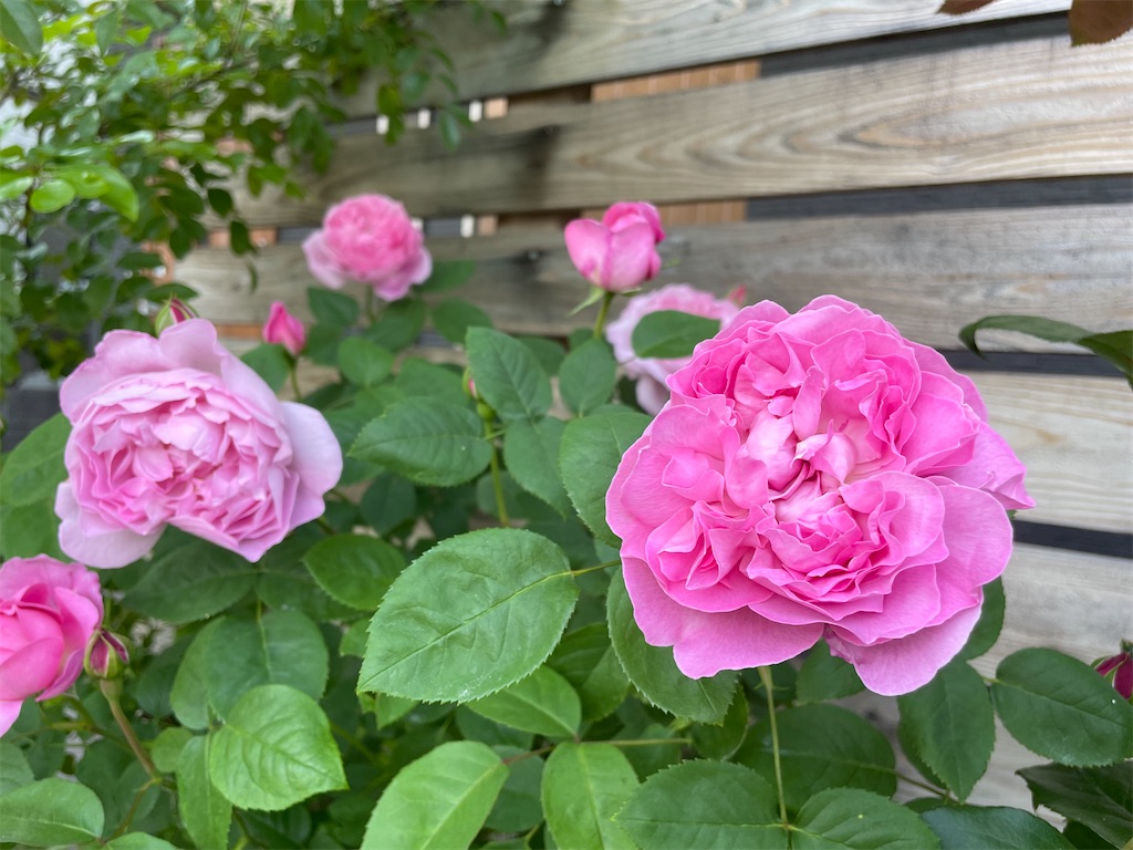 f:id:sakana78:20220512225728j:image
