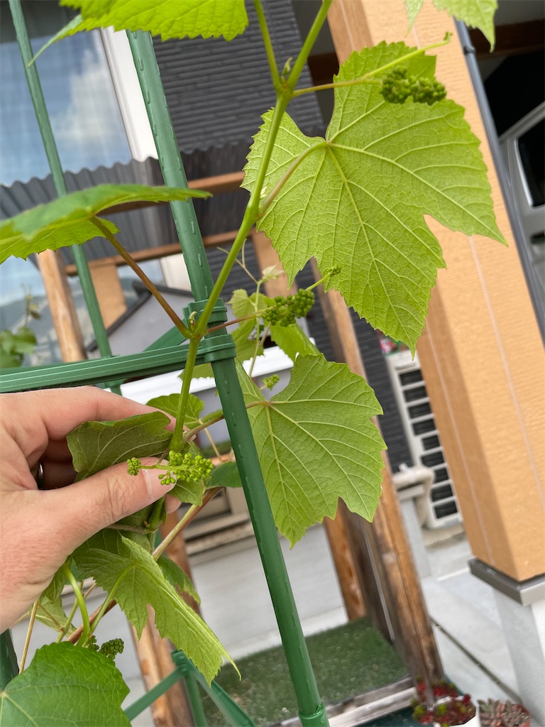 f:id:sakana78:20220516233018j:image