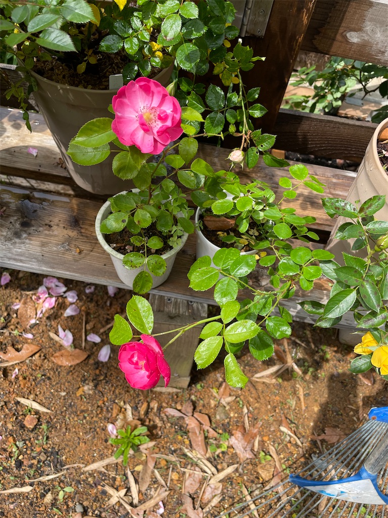 f:id:sakana78:20220521220013j:image